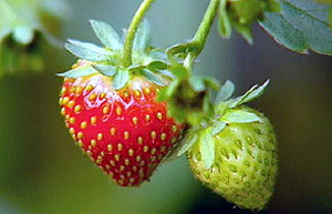 10 απίστευτα «ατού» της φράουλας για την υγεία