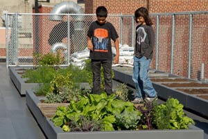 Εκπαιδευτικοί κήποι σε σχολεία της  Ν. Υόρκης