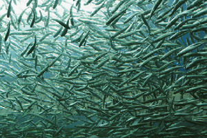 Τα βιολογικά ψάρια