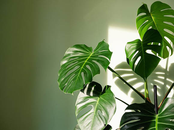 5 στυλάτα φυτά για να διακοσμήσετε το σπίτι σας