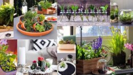 Εύκολοι τρόποι για να δημιουργήσετε έναν mini επιτραπέζιο κήπο