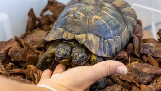 Ιανός, η γηραιότερη δικέφαλη χελώνα στον κόσμο έγινε 25 ετών!