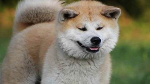 Ο χαμογελαστός Γκόρντον «στέφθηκε» ο πιο χαριτωμένος σκύλος του κόσμου- έμεινε παράλυτος σε τροχαίο
