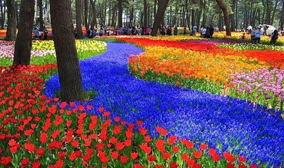 Πάρκο Hitachi Seaside: Εναλλαγή των εποχών, με πανδαισία πολύχρωμων λουλουδιών!