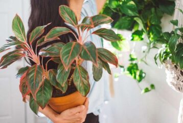 Πώς να καλλιεργήσετε όμορφα φυτά στο σπίτι