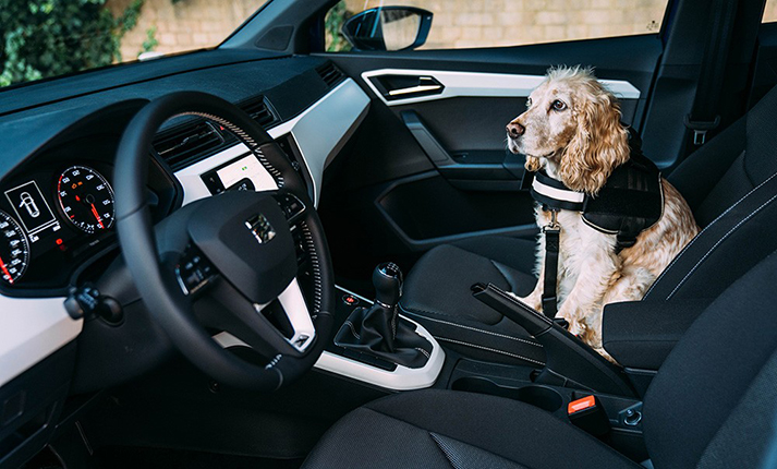 Σκύλος στο αυτοκίνητο; Δες τα φιλικότερα οχήματα για τις μετακινήσεις σας