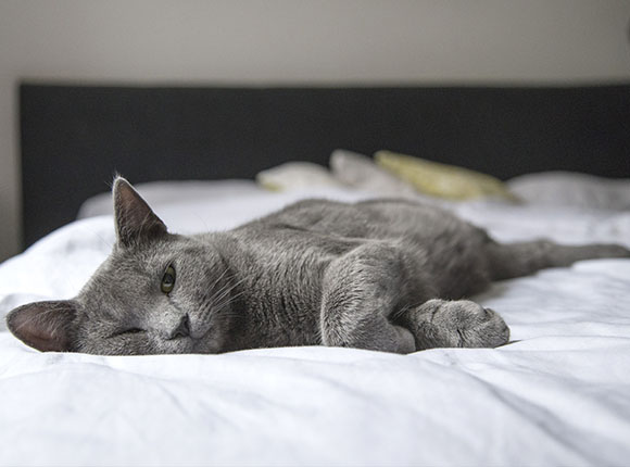 Τι σημαίνει η κάθε στάση που κοιμάται η γάτα σου;