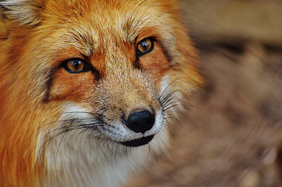WWF: Σχεδόν το 70% των άγριων ζώων έχει εξαφανιστεί από το 1970
