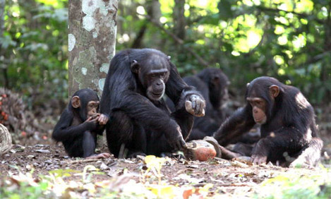 Χιμπατζήδες χρησιμοποιούν εργαλεία